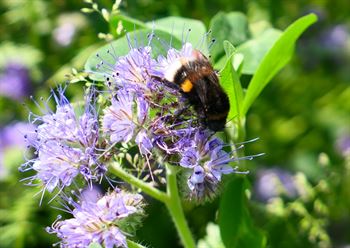 DSV Bi- & Insektblanding, 1 kg